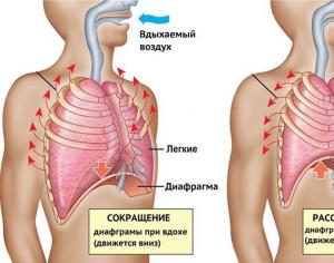 Диафрагмальное дыхание польза и вред Чем полезно диафрагмальное дыхание